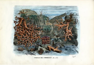 Röda Isis-koraller, 1863-79